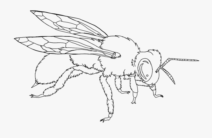 Lineart Of Bumble Bees - Line Art, Transparent Clipart