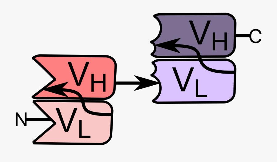 Bispecific T Cell Engager Structure, Transparent Clipart