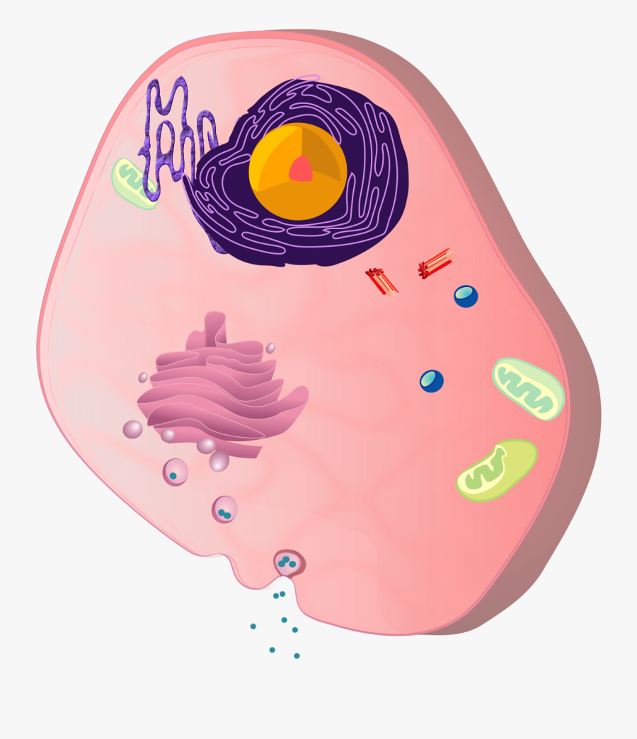 Celula Eucariotica Clip Arts - Celula Sticker, Transparent Clipart