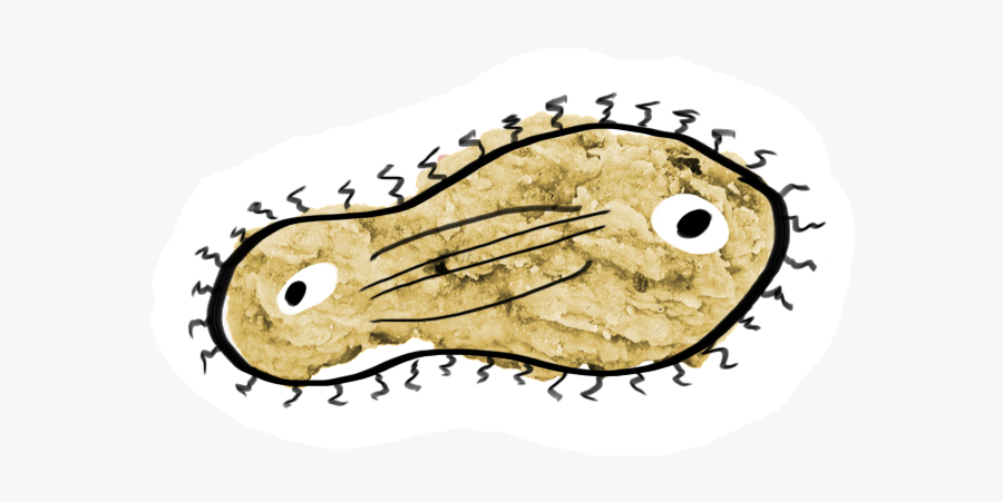 A Crude Drawing Of A Dividing Cell Is Overlaid Upon - Drawing, Transparent Clipart