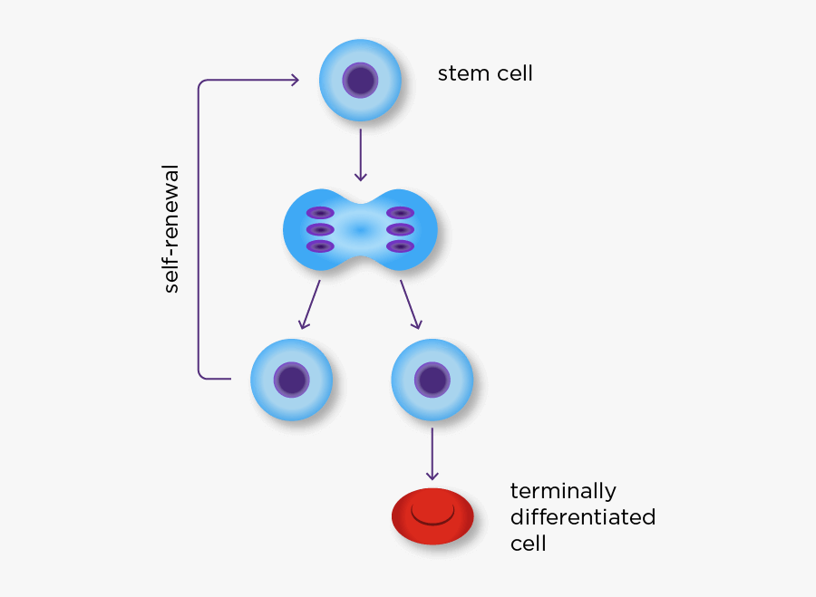 Circle, Transparent Clipart