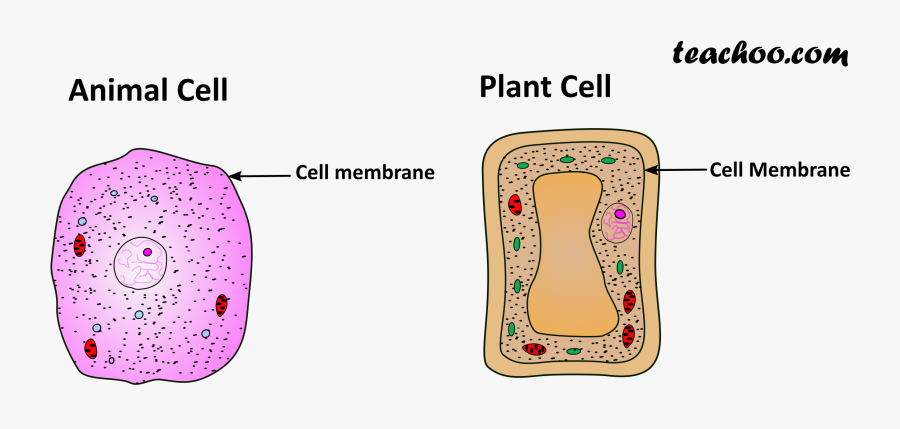 Plant And Animal Cell Only Cell Membrane - Main Points Of Cytoplasm, Transparent Clipart