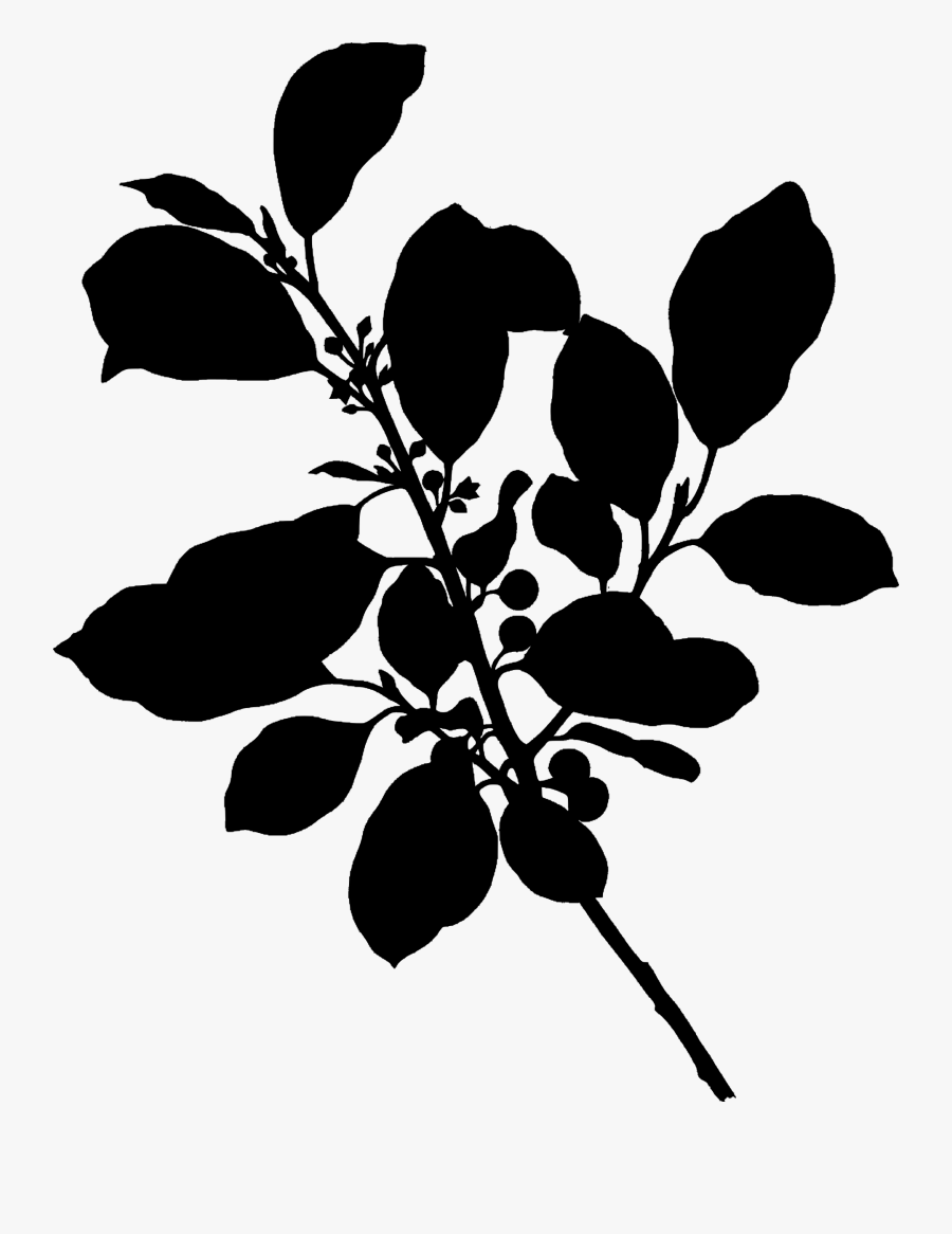 Black And White Download Alder Buckthorn Silhouette - Alder Buckthorn, Transparent Clipart