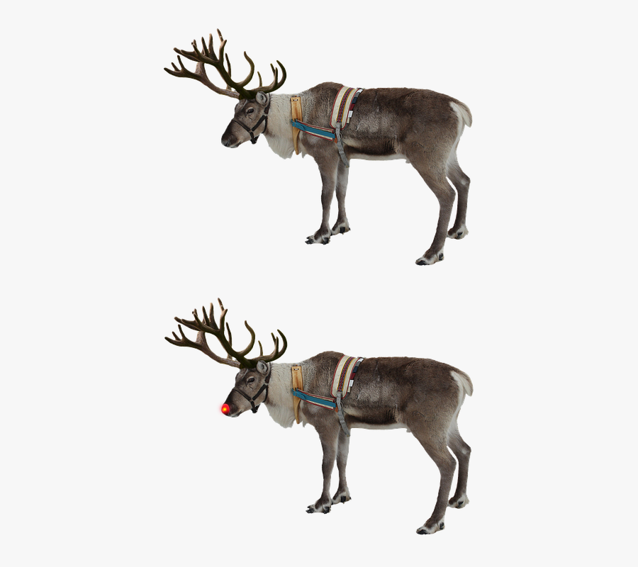Rudolph Nose Png - Watercolor Reindeer, Transparent Clipart