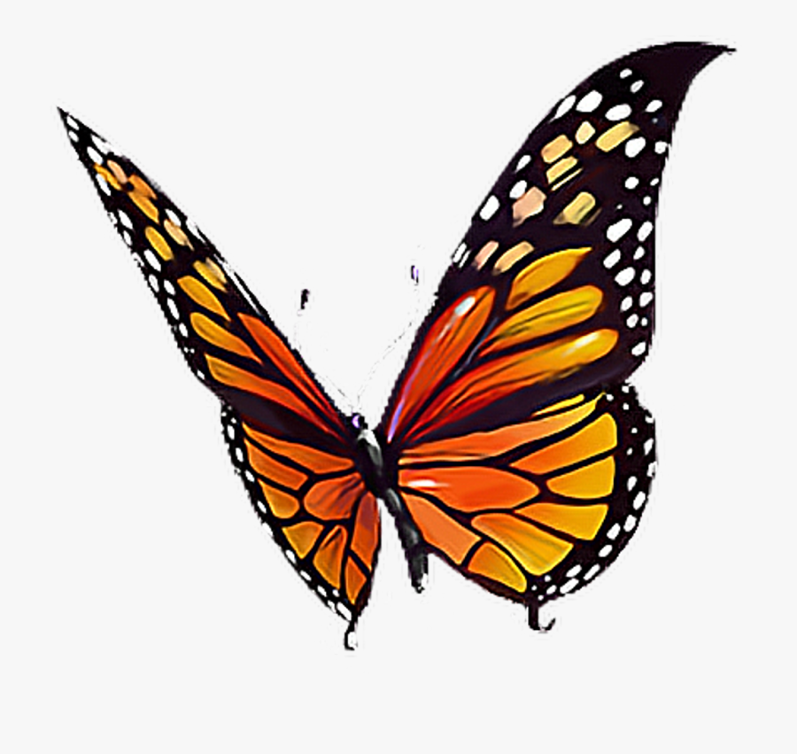 #butterfly #orange #black #yellow #white #butterflylove - Black Yellow And Orange Butterfly, Transparent Clipart