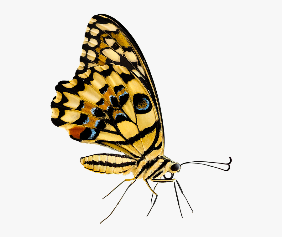 Cartoon Monarch Butterfly 26, Buy Clip Art - Insect, Transparent Clipart