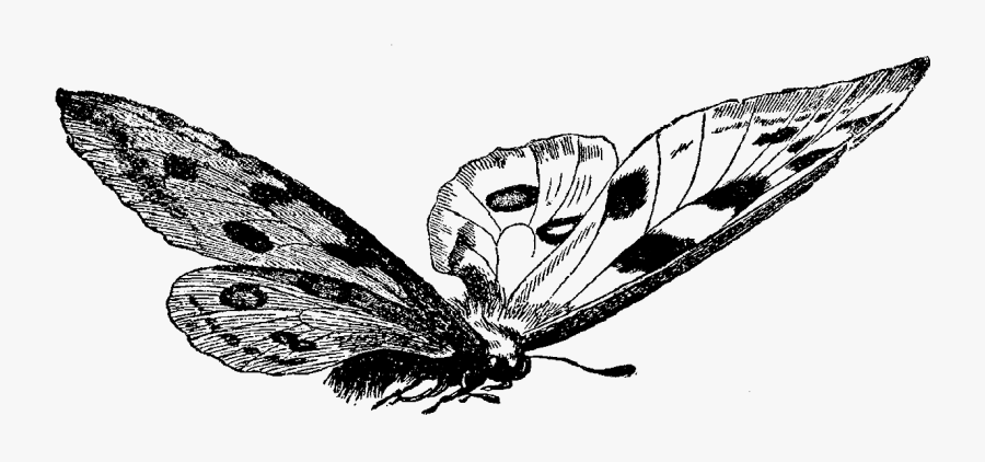 Butterfly Digital Image Stock - Old Illustrations Black And White, Transparent Clipart