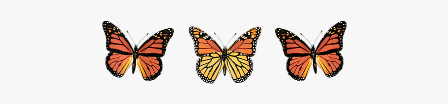 Papilio Machaon, Transparent Clipart