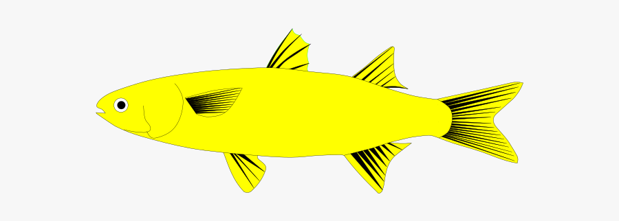 Tuna, Transparent Clipart