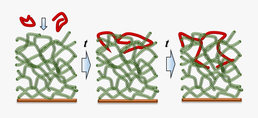 Polymer Movement Research - Movement Of Polymer Chains, Transparent Clipart