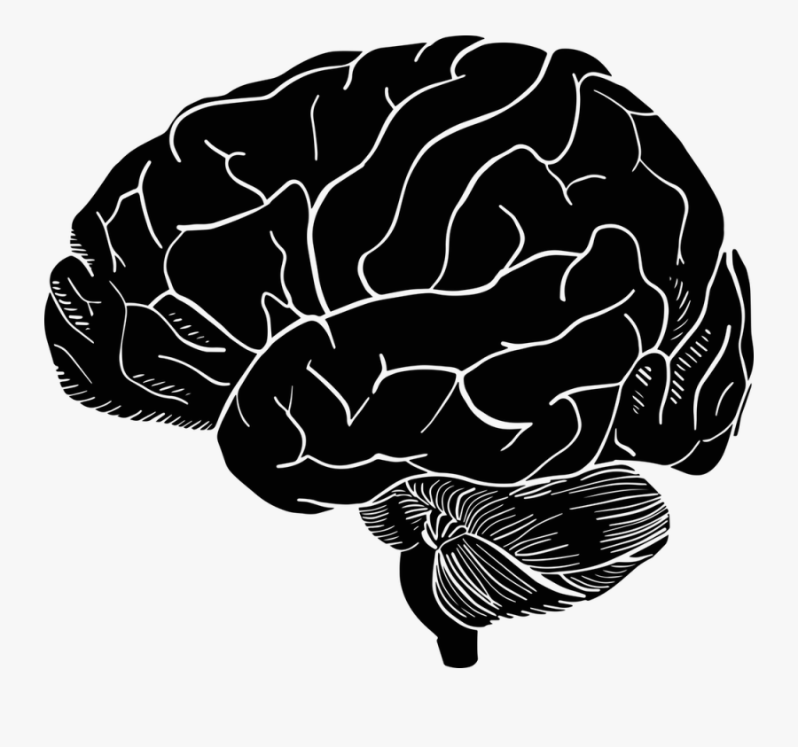 Cauliflower, Transparent Clipart