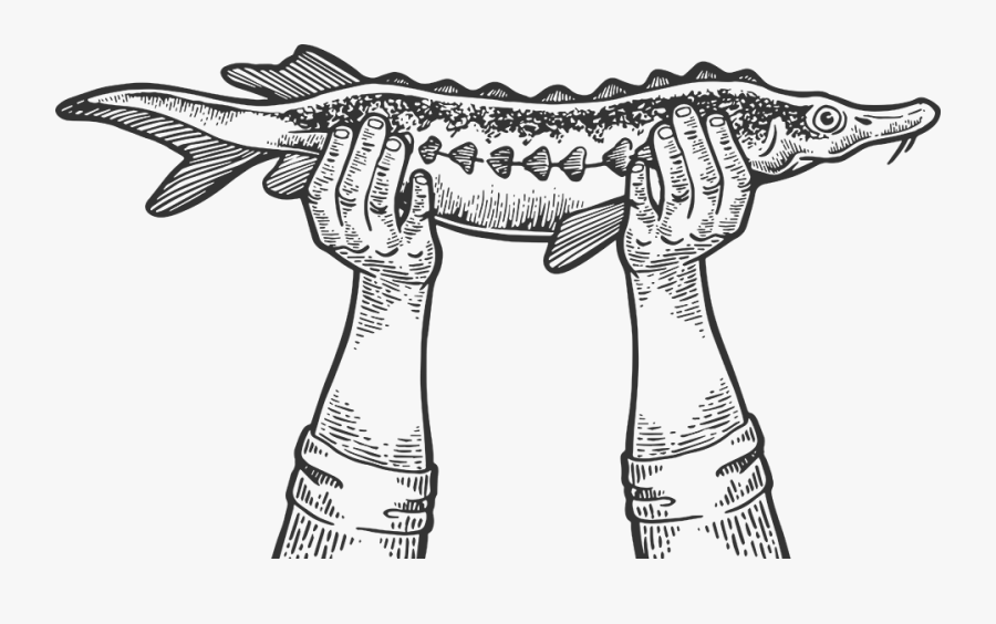 Vector Graphics, Transparent Clipart