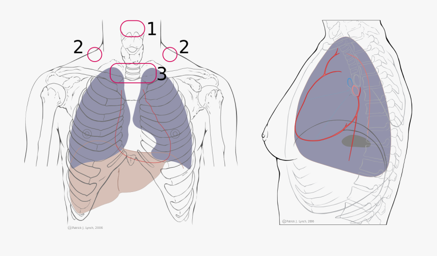 Sketch, Transparent Clipart
