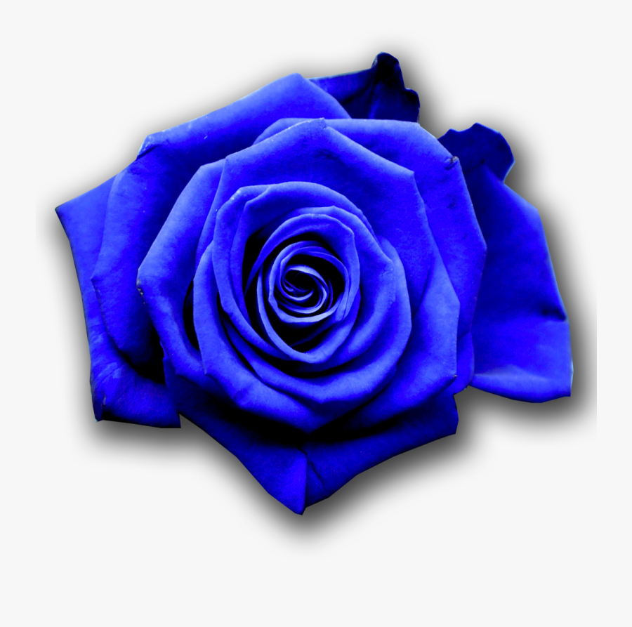 Clip Art Flower Desktop Transprent - Show Me Pictures Of Blue Flowers, Transparent Clipart