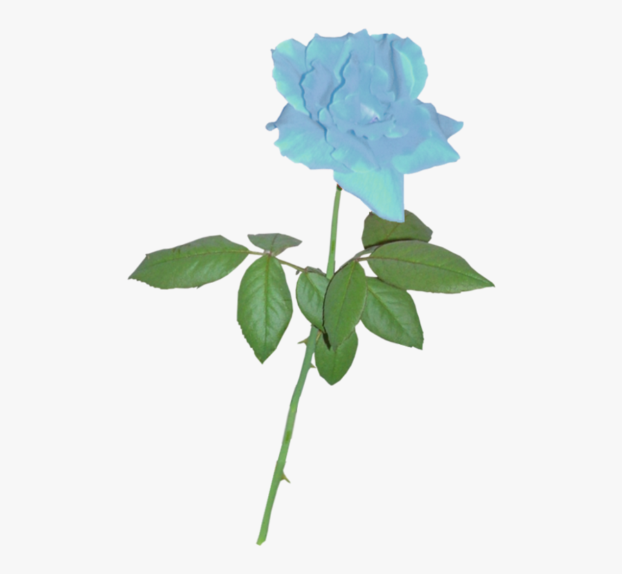 Silhouette Rose Clip Art - Small Blue Rose Plant, Transparent Clipart