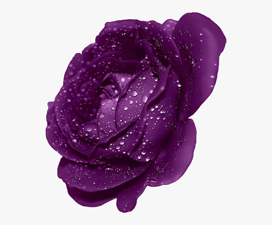 Dark Blue Rose Flower , Png Download - Purple Rose Transparent Png, free cl...