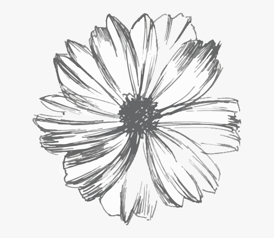 Chamomile, Transparent Clipart