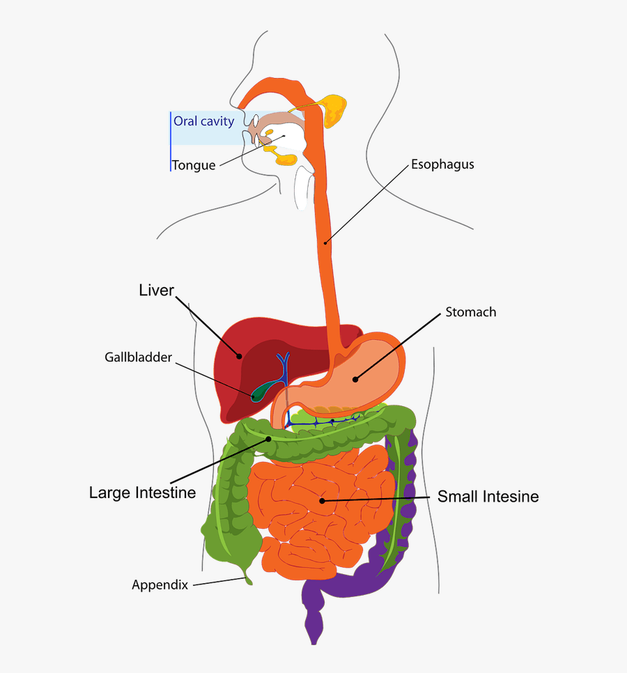 Stomach Clipart Acute Pain - Digestive System Diagram Duodenum, Transparent Clipart