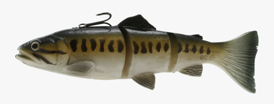 Coastal Cutthroat Trout, Transparent Clipart