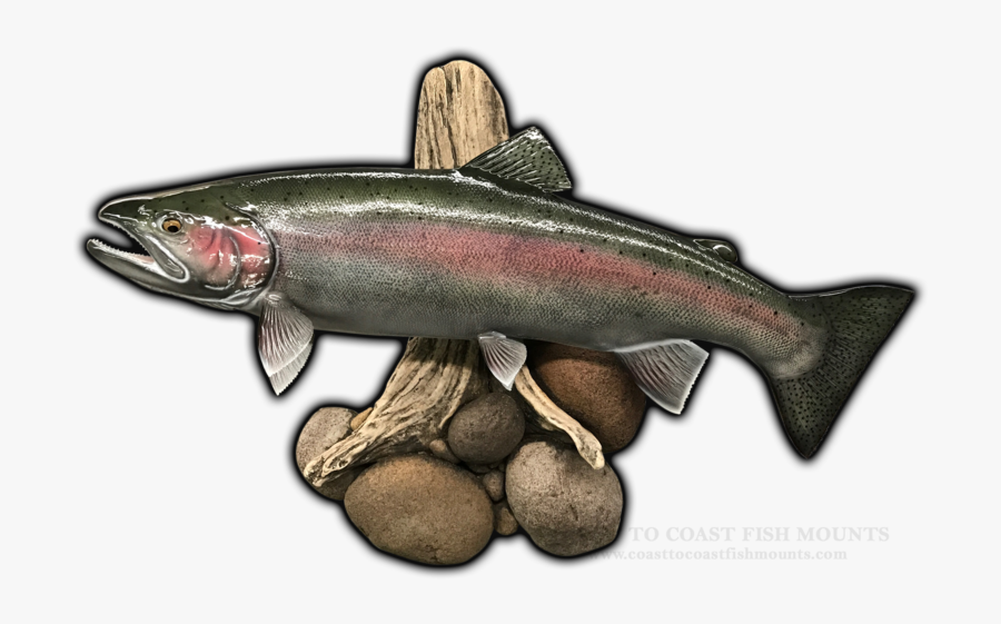 Transparent Rainbow Trout Png - Steelhead Replica Mounts, Transparent Clipart