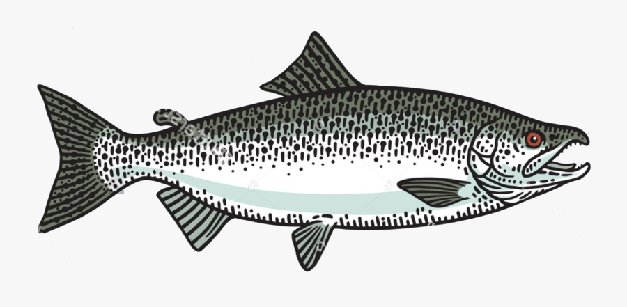 Chinook King Salmon Fish Toronto Fishing Charter - Brown Trout, Transparent Clipart