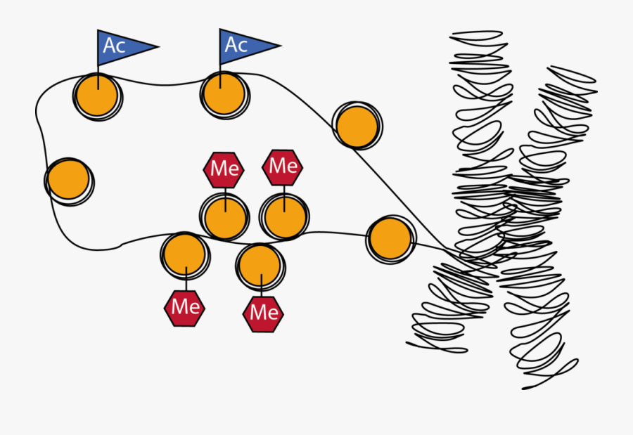 Dna Is Wrapped Around Proteins Called Histones, Transparent Clipart