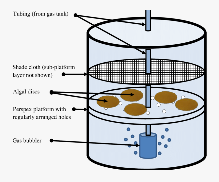 Culture Jar Set-up Showing Algae Discs Atop A Perspex, Transparent Clipart