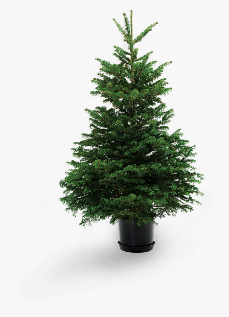 Clip Art Potted Christmas Tree, Transparent Clipart