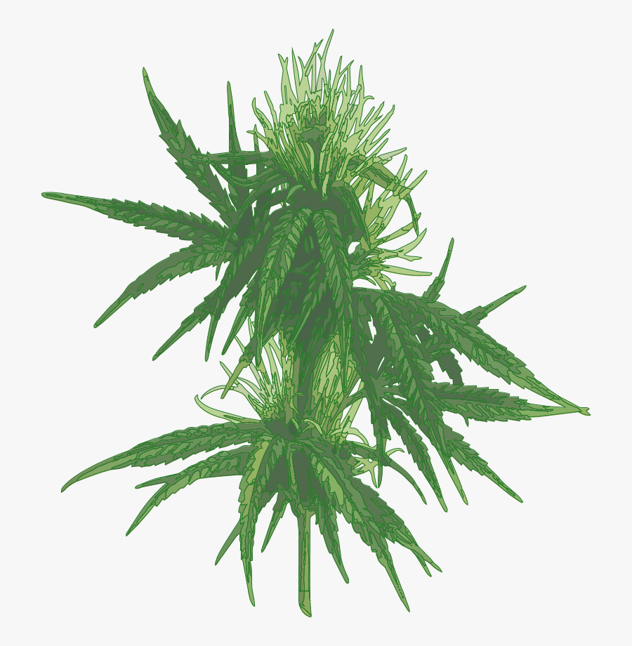 Weed Plant Png - Cannabis, Transparent Clipart