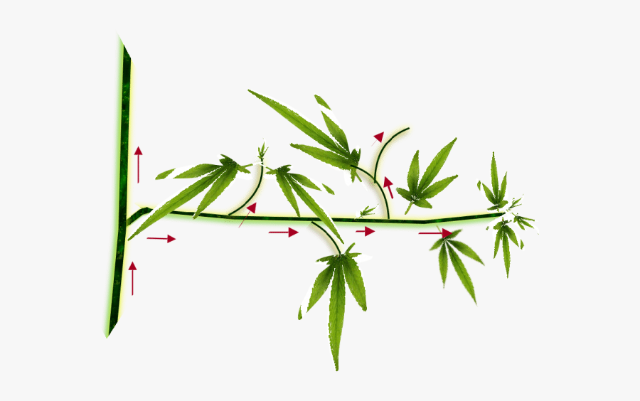 Galho De Maconha Png, Transparent Clipart