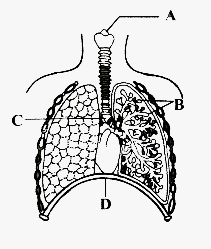 Monochrome, Transparent Clipart