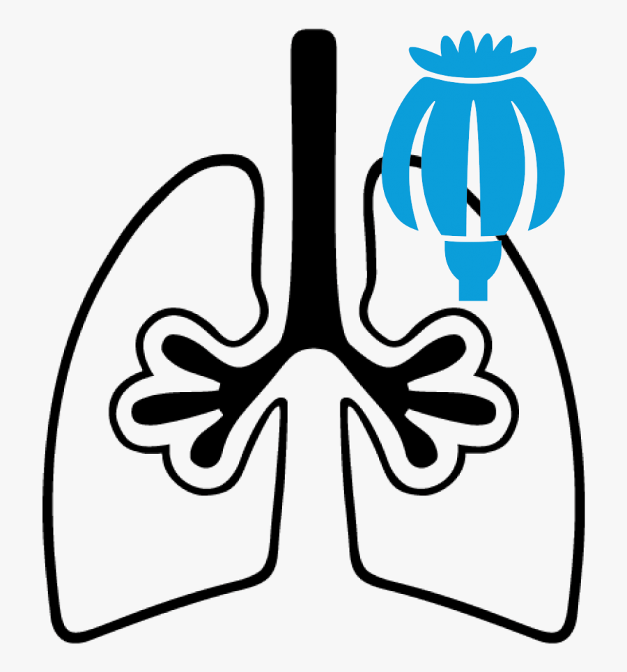 Opioid Research With Whole Body Plethysmograph - Respiratory Mechanics, Transparent Clipart