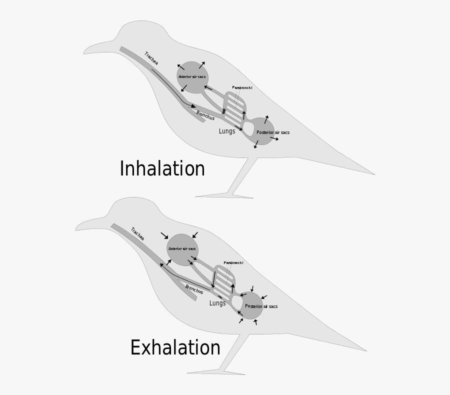 اعضاء التنفس لدى الطيور والسمندل, Transparent Clipart
