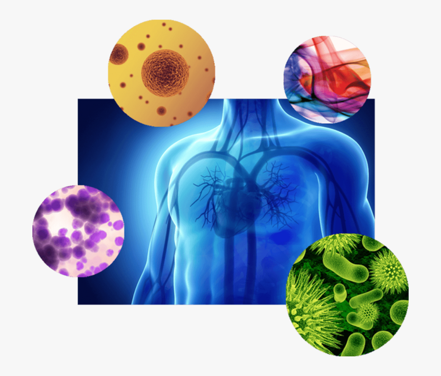 A Collage Showing Microscopic Threats And A Human"s - Circle, Transparent Clipart