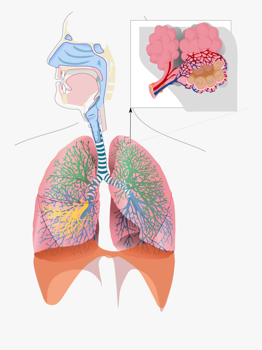 Respiratory System Fully Labeled , Free Transparent Clipart - ClipartKey
