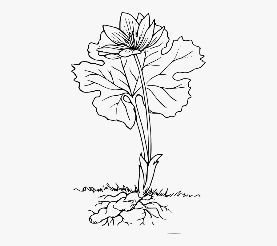 Roots - Plant Clipart Black And White With Roots, Transparent Clipart