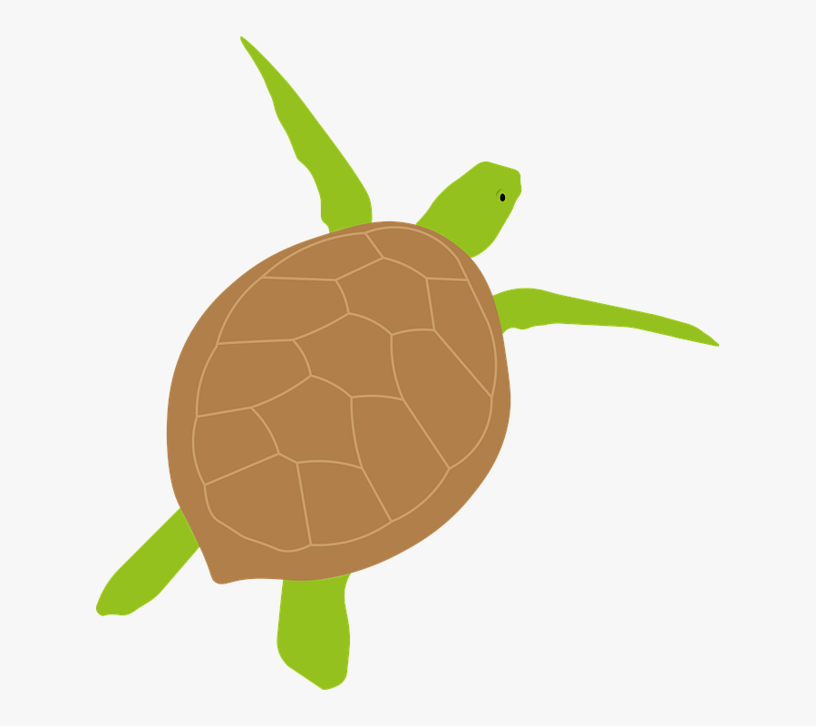 Turtle, Marine, Underwater, Wildlife, Ocean, Sea - Turtle, Transparent Clipart