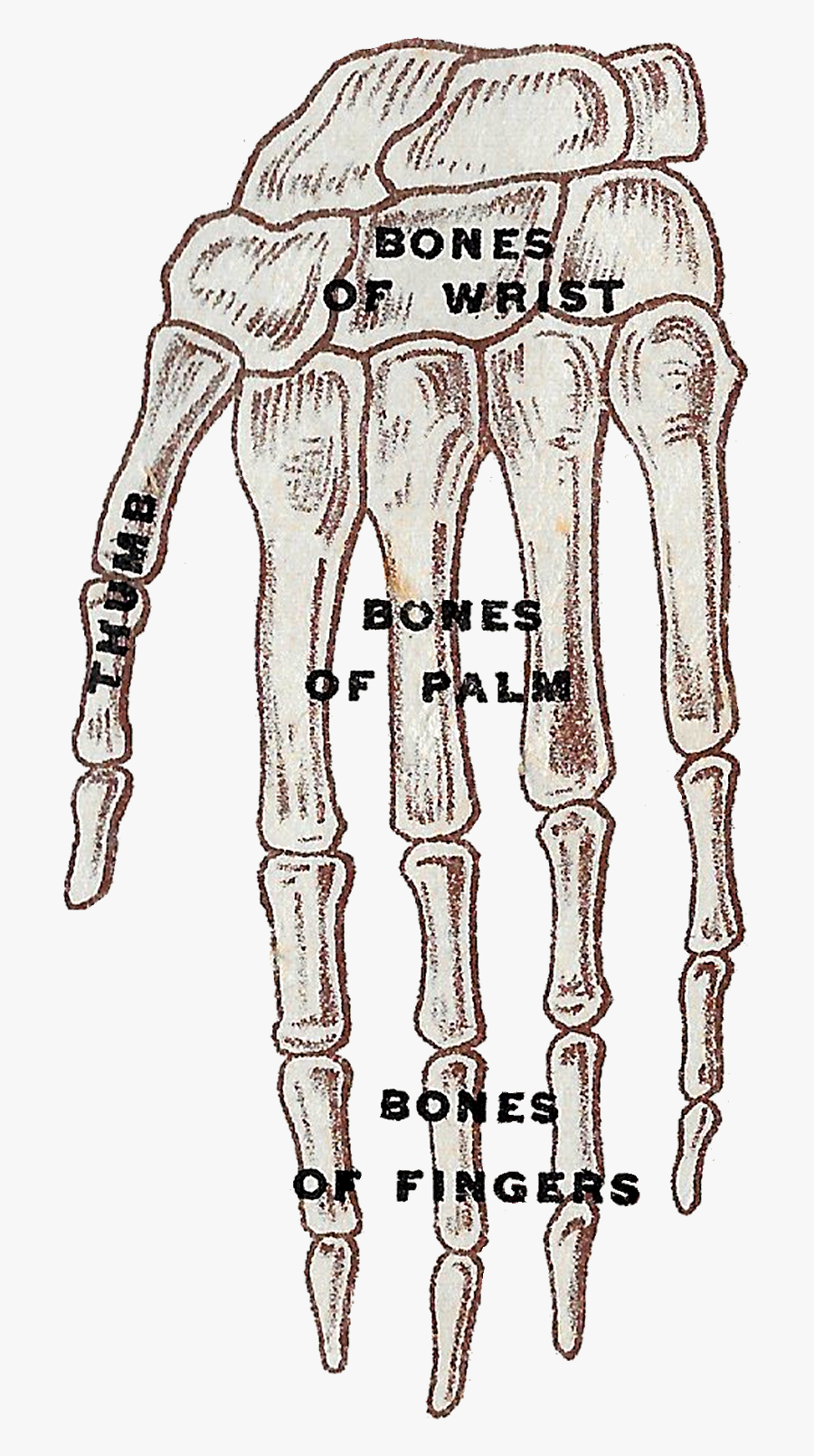 Sketch, Transparent Clipart