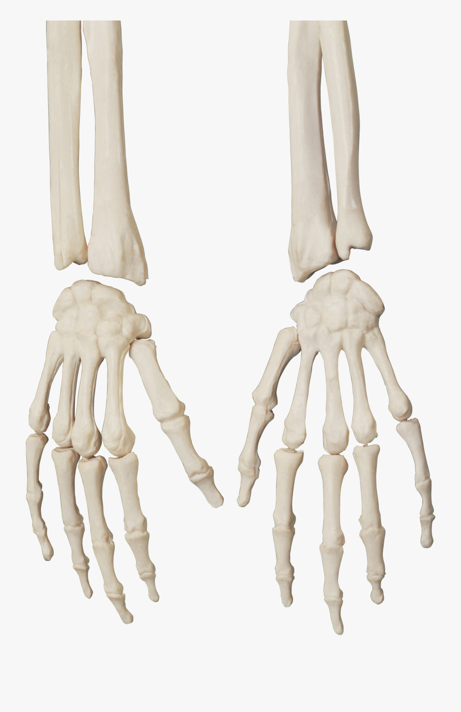 Skeleton Png - Skeleton Hand Png, Transparent Clipart