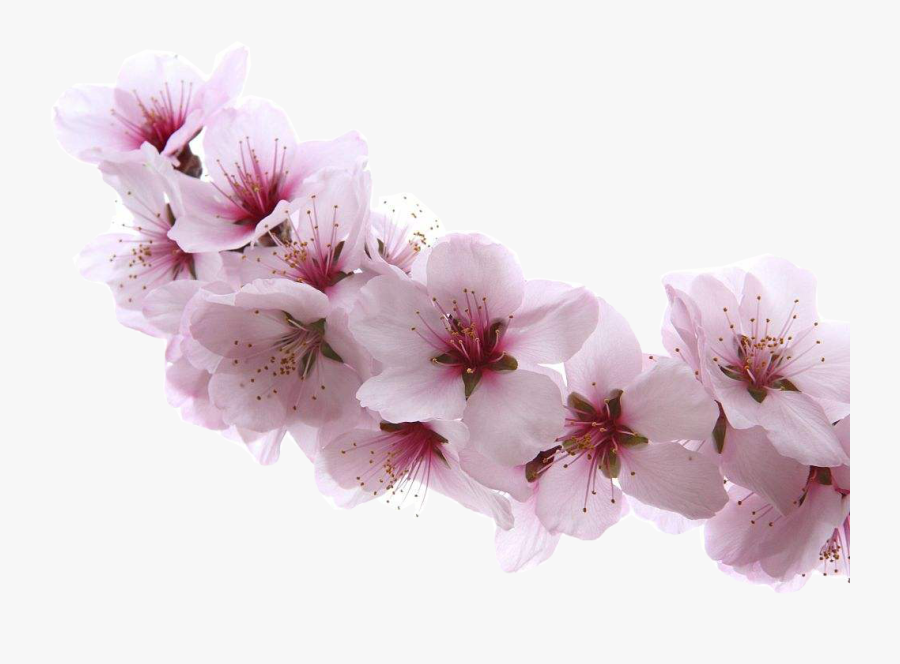 Clip Art Apricot Tree Flower - Free Clipart Almond Blossoms, Transparent Clipart