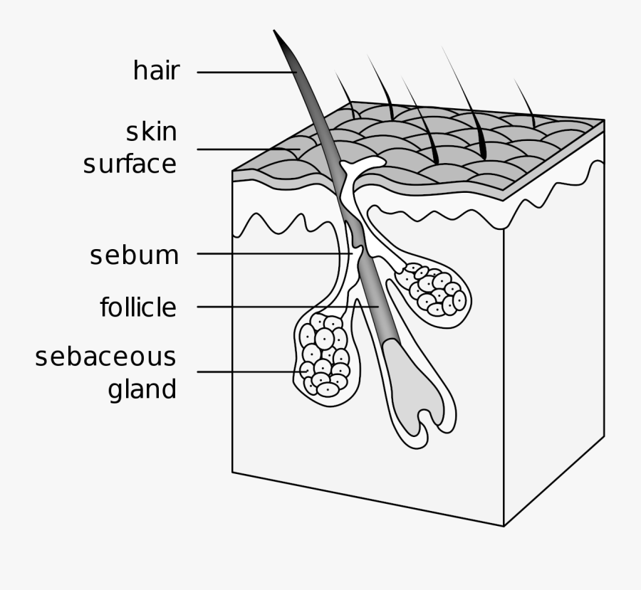 Hair Follicle, Transparent Clipart