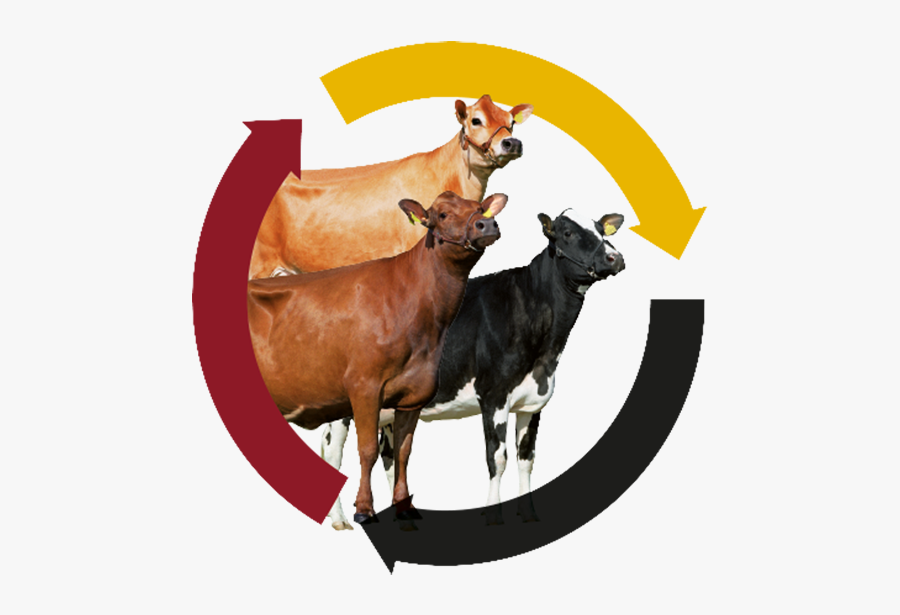 Dairy Cow, Transparent Clipart