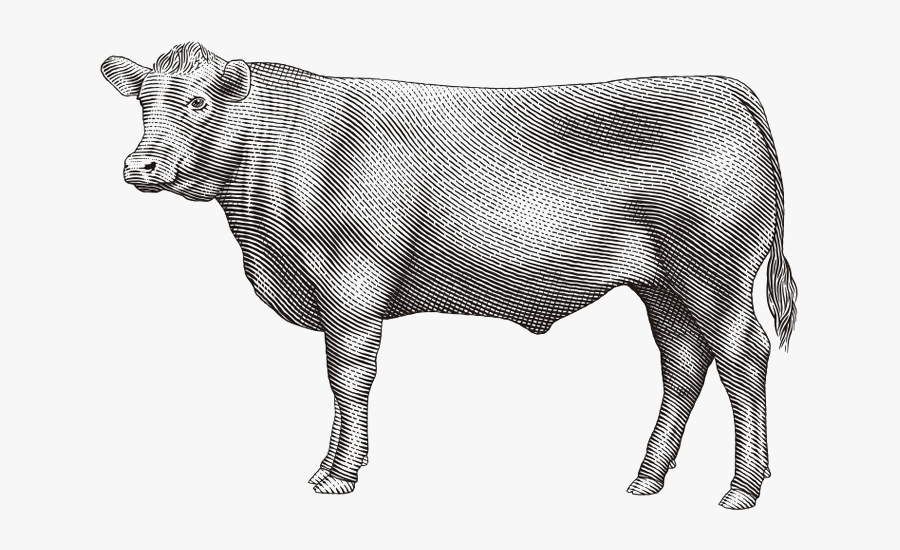 Black Angus Bull Drawing , Free Transparent Clipart - ClipartKey.