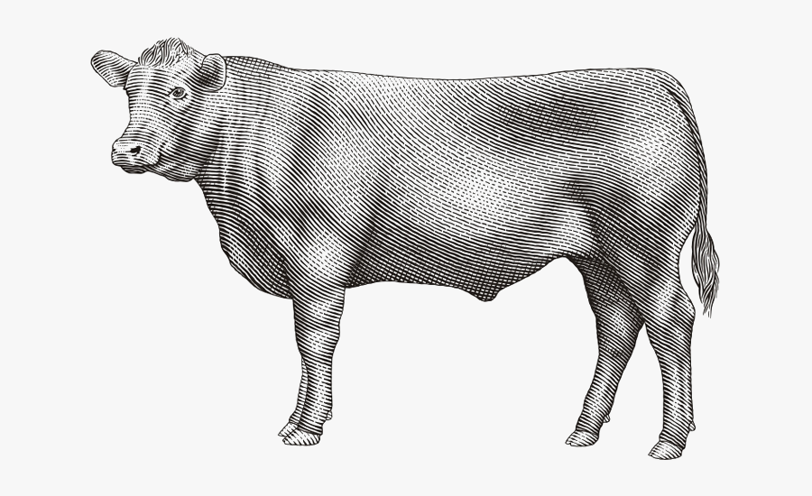 Black Angus Bull Drawing , Free Transparent Clipart - ClipartKey