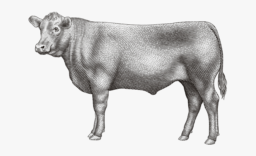 Black Angus Bull Drawing, Transparent Clipart