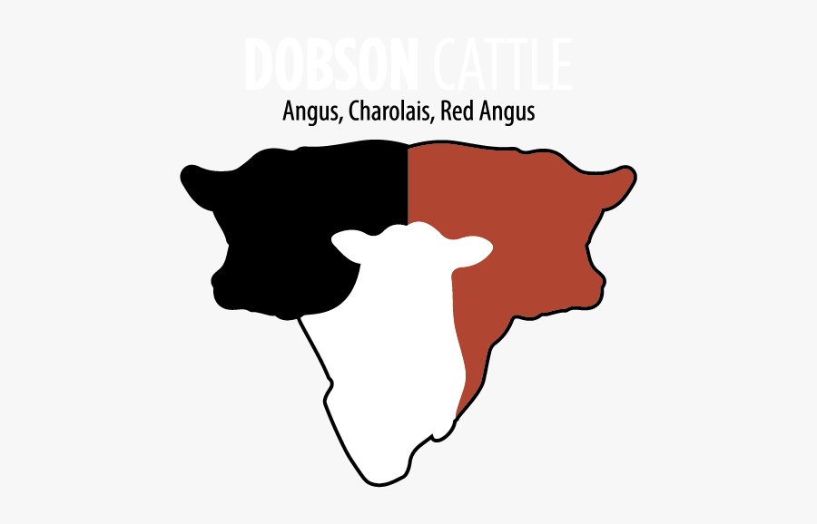 Dobson Cattle - Angus Cattle, Transparent Clipart