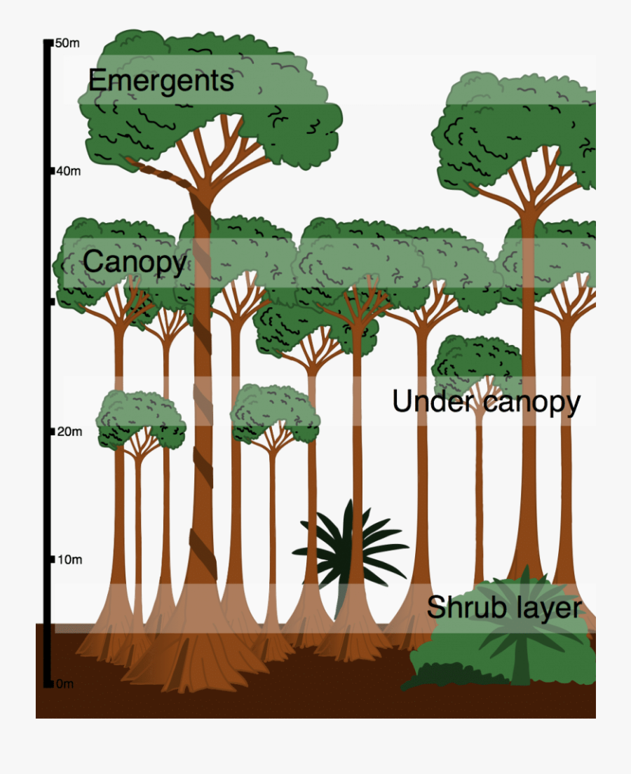 Cross Section Of A Tropical Rainforest, Transparent Clipart