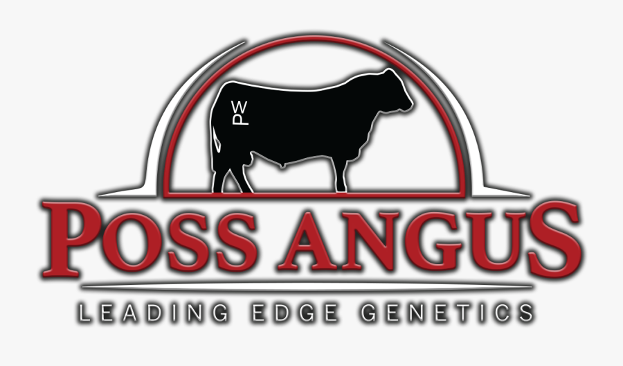 Poss Angus - Bull, Transparent Clipart