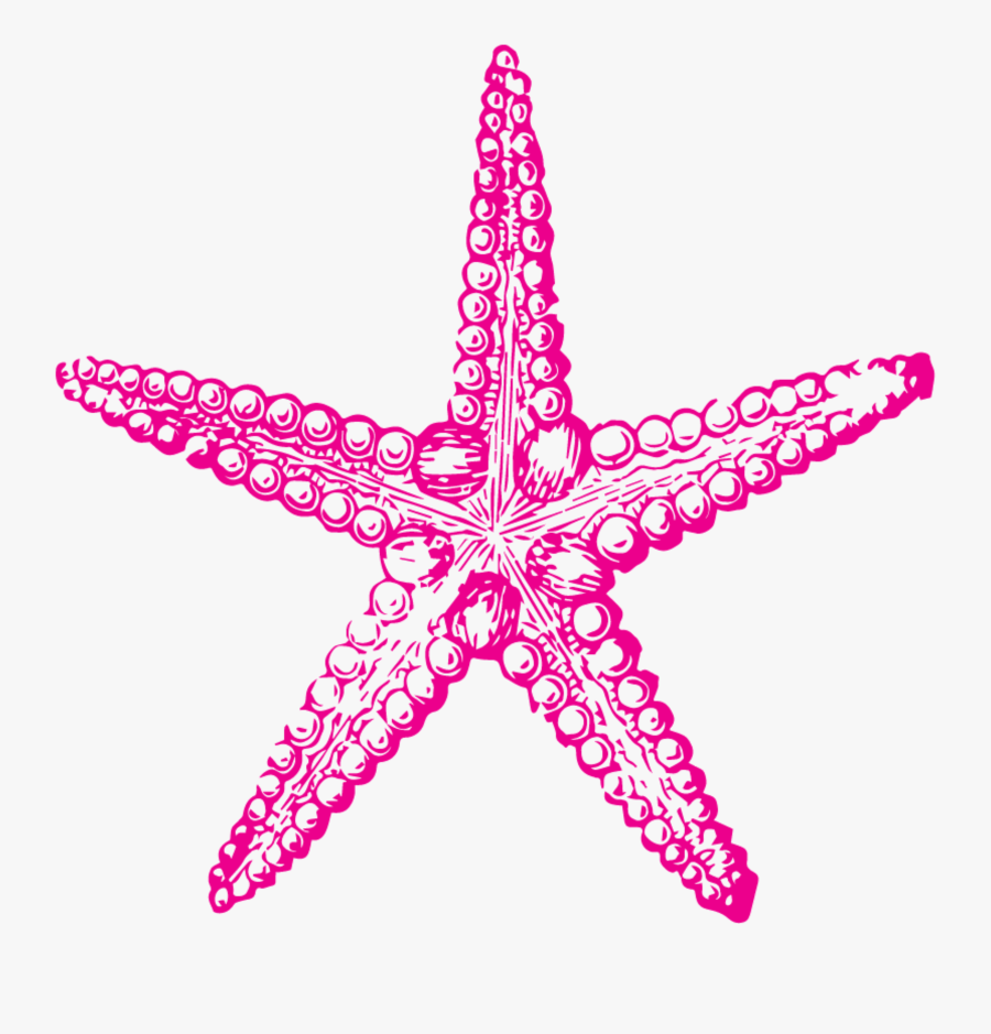 Gcse Sketchbook Starfish, Transparent Clipart