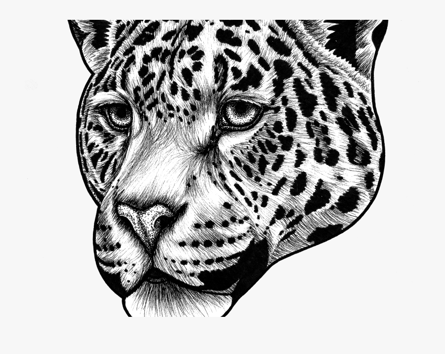 Jaguar Jaguar Animal Drawing Face Free Transparent Clipart